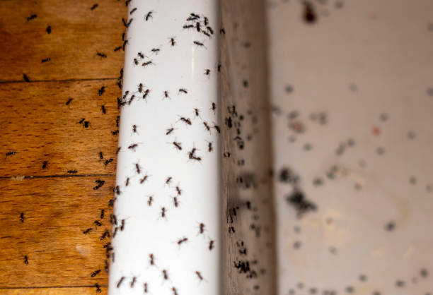 Best Cockroach Control Services  in Chenoa, IL